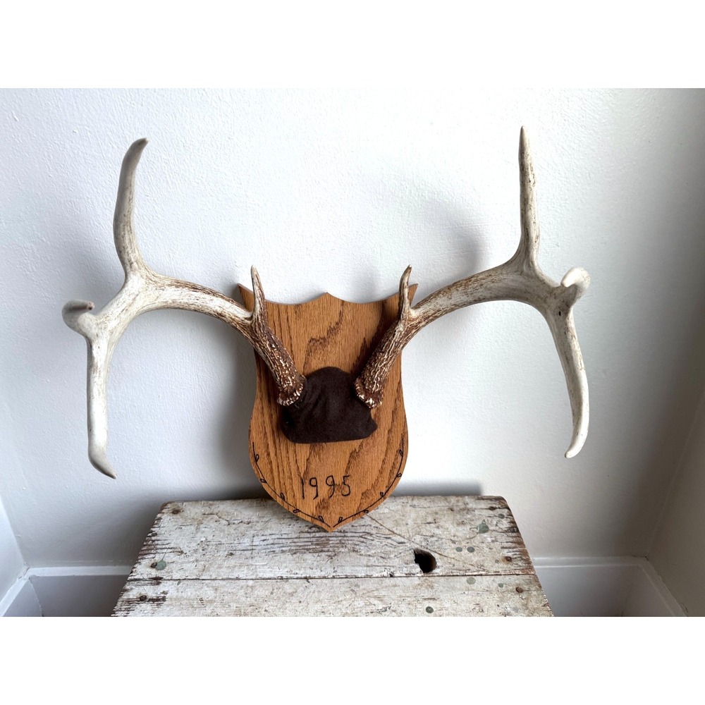 8 Point Whitetail Deer Antler Rack on‎ Oak Plaque Rustic Michigan Mount 20" Wide